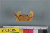 藏品(似方假厚蟹)的圖片